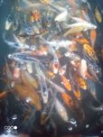 Karp koi 10-12cm