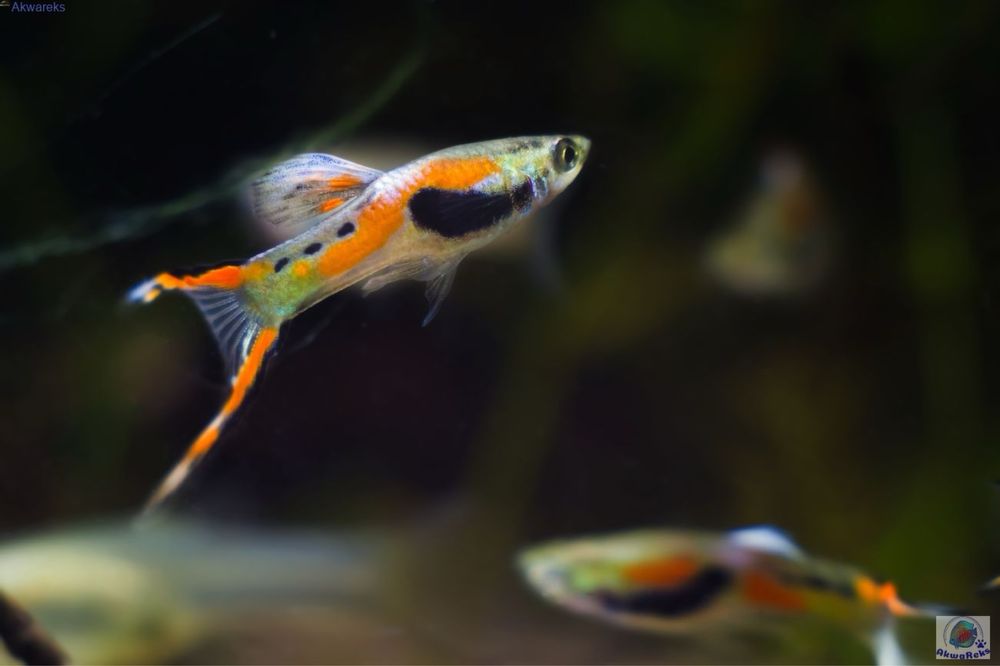 Glupik endlera samce 5 sztuk ODDAM