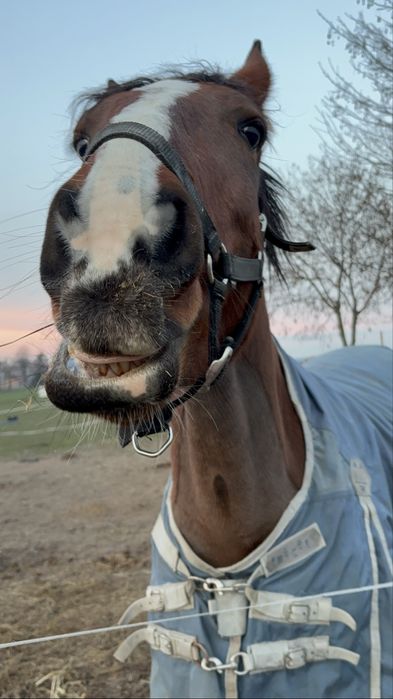 Sprzedam młodą klacz