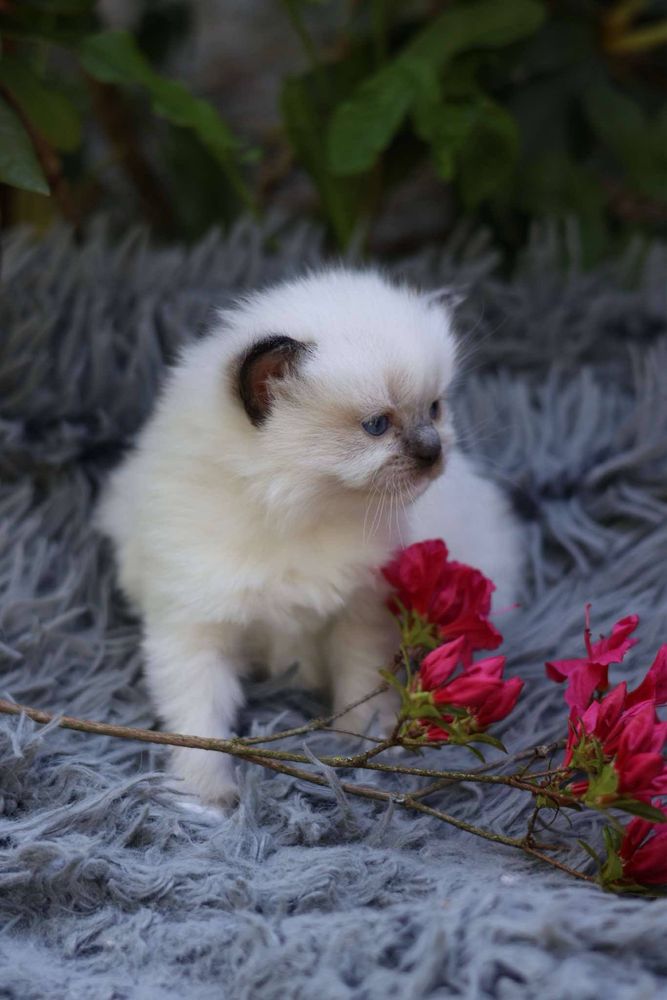 Ragdoll Ragdolle kocurek seal mitted