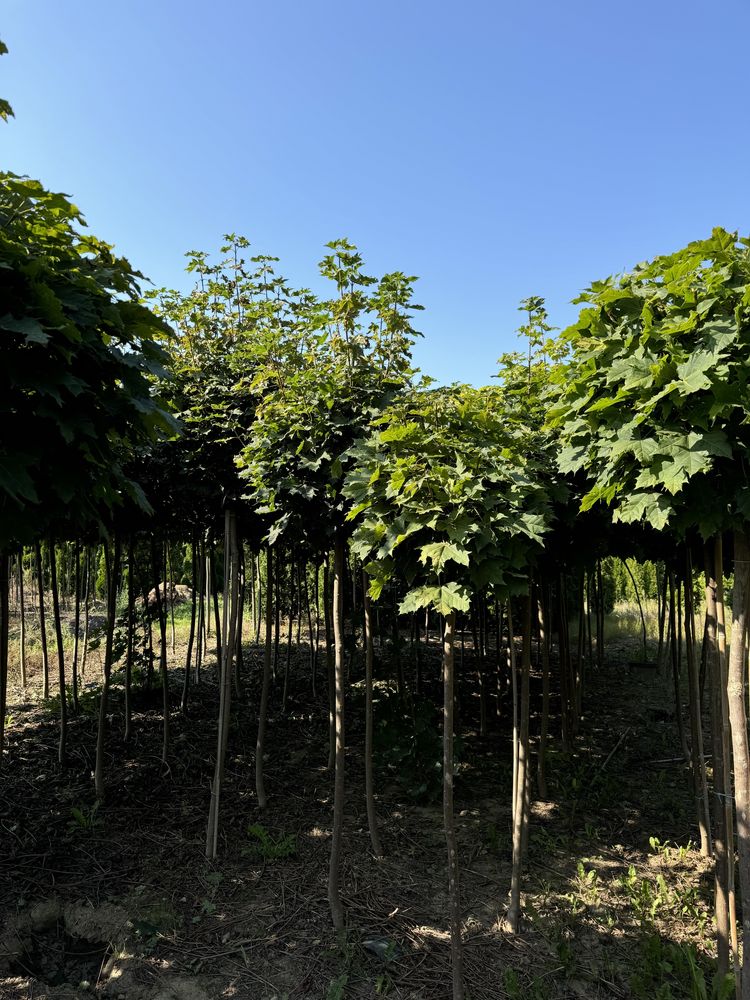 Klon szczepiony kulisty Globosum 250cm obwód12-14cm
