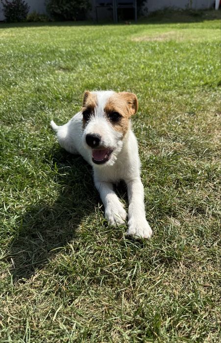 Do odbioru Parson Russell Terrier samiec