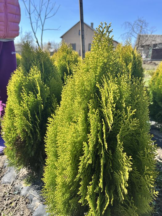 Туя східна Аурея-нана, смарагд зелений золотий, кипарис, піхта, ялини