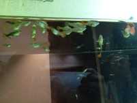 Peixes guppy novos