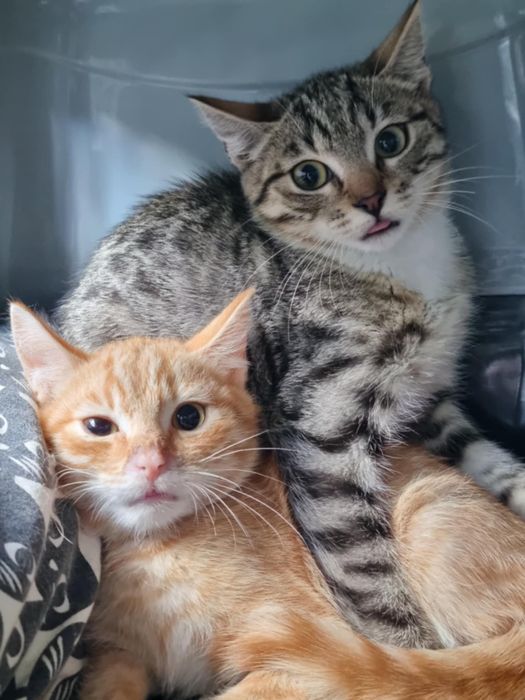 3 miesięczne kocięta zaszczepione kuwetowe oddam