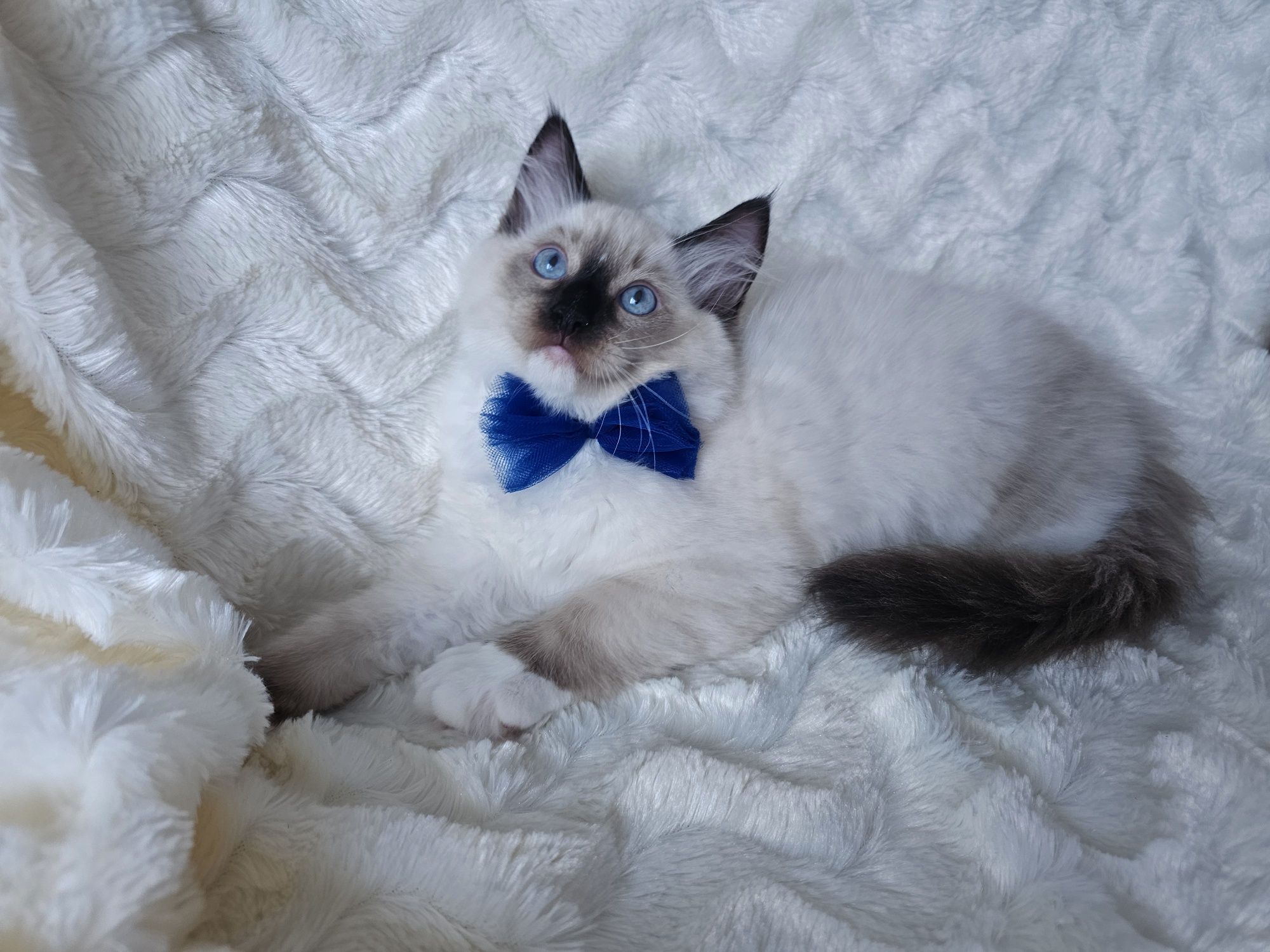 Kocięta Ragdoll gotowe do odbioru