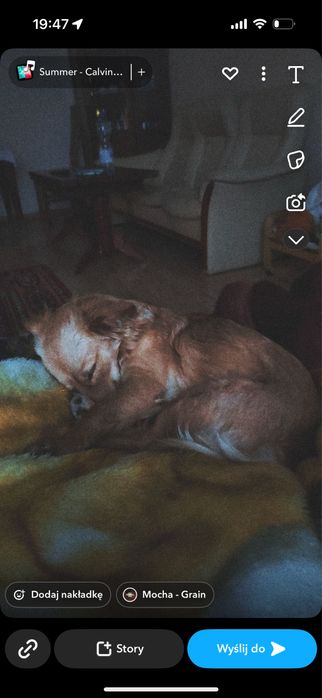 Pieski 1 piesek 3 suczki