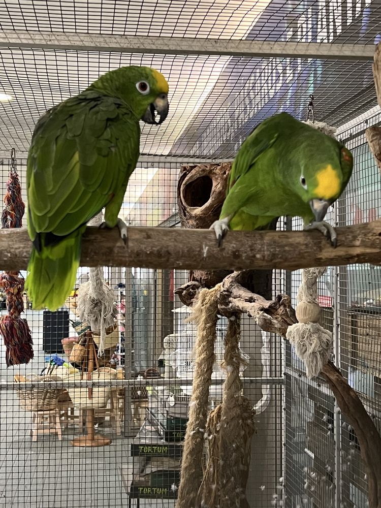 Papagaios Ochrocephalas