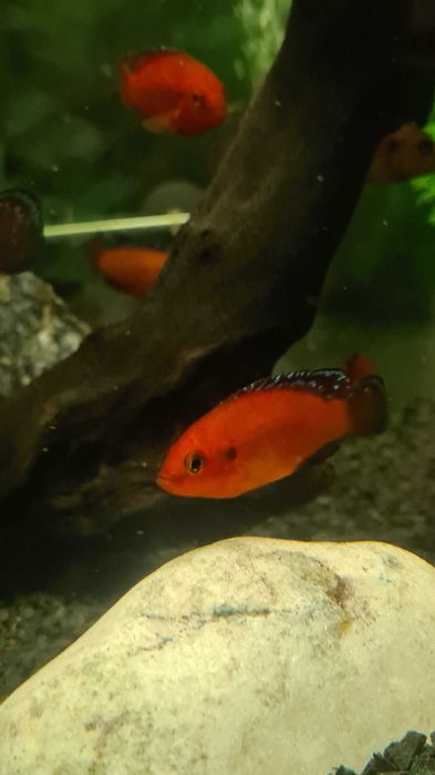 Ryby - Hemichromis Exsul Lake Turkane