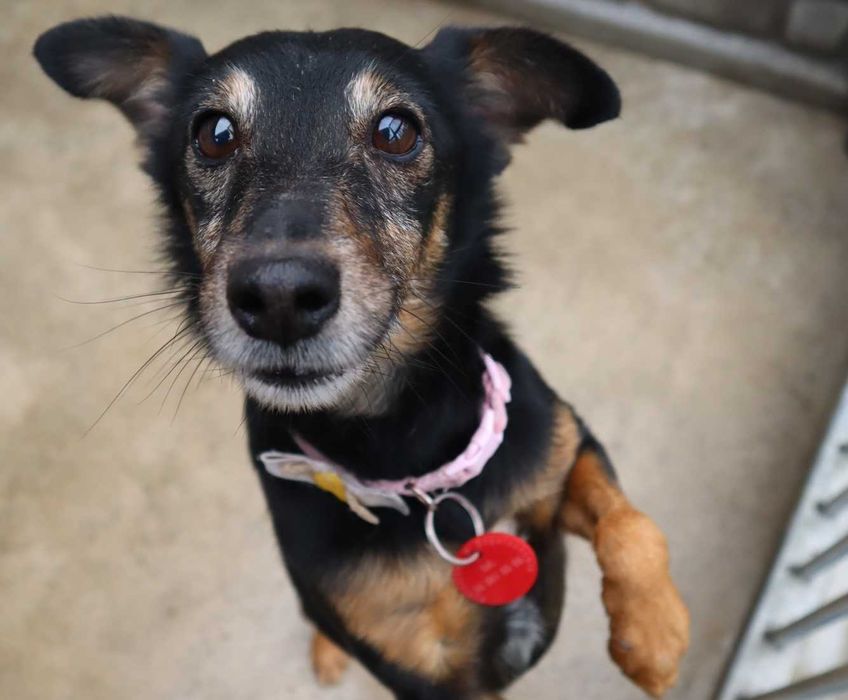 Lupo czeka na dom...