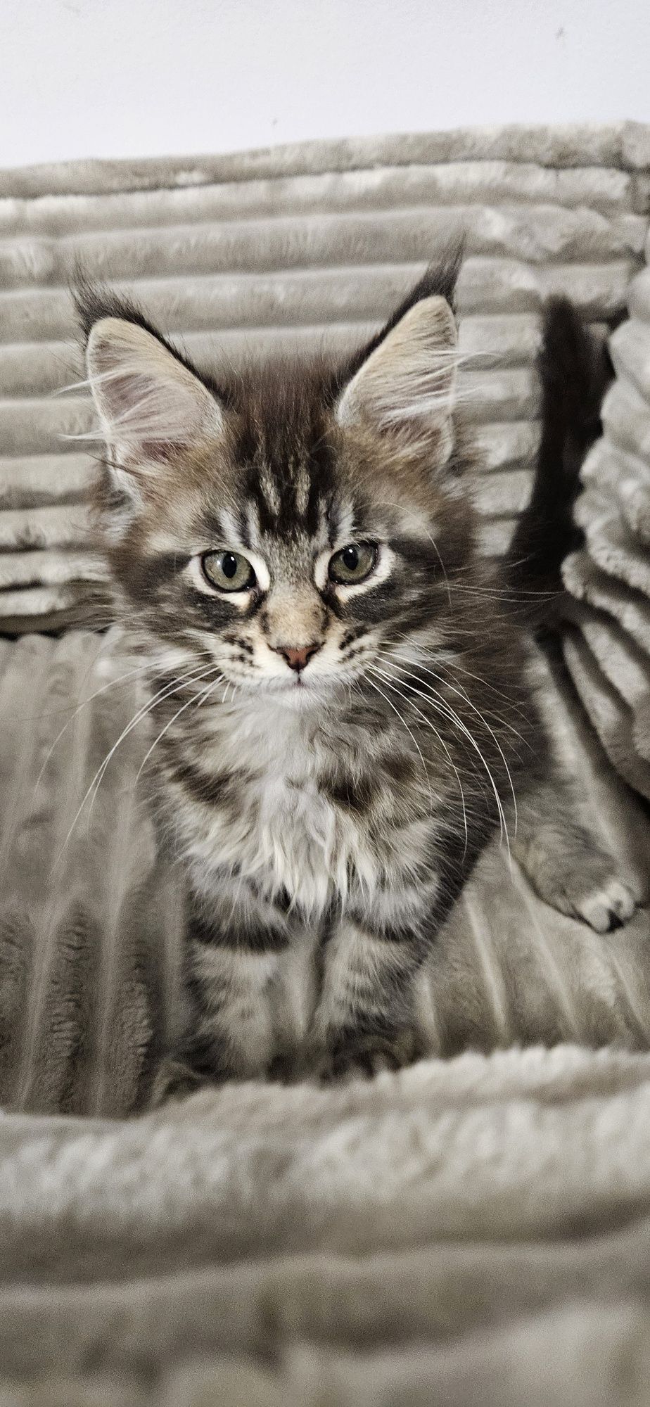 Kotka Maine Coon miot C