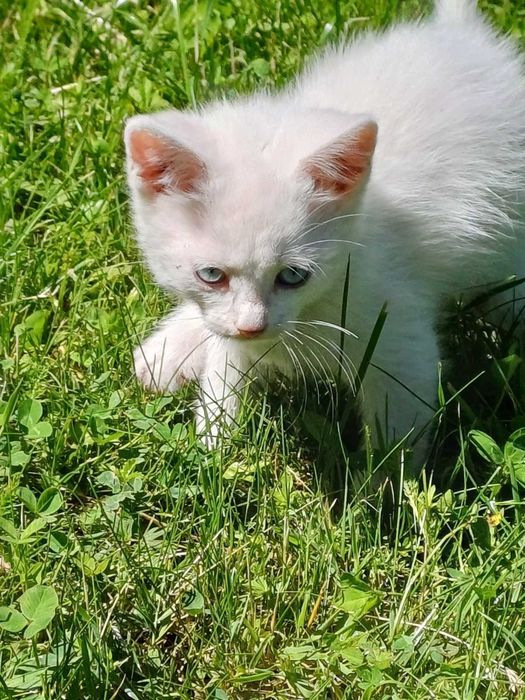 Віддам двомісячних кошенят безкоштовно