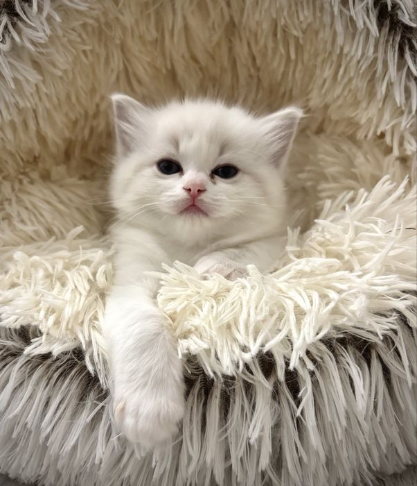 Kotka Ragdoll po European Championie