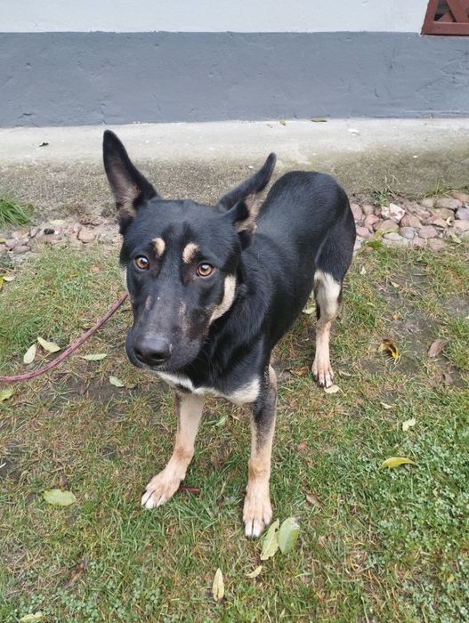 Oddam psa ma ok 10 msc