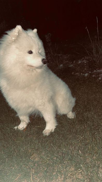 Oddam samoyeda w dobre ręce