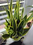 Sansevieria Gwinejska, piękny okaz.