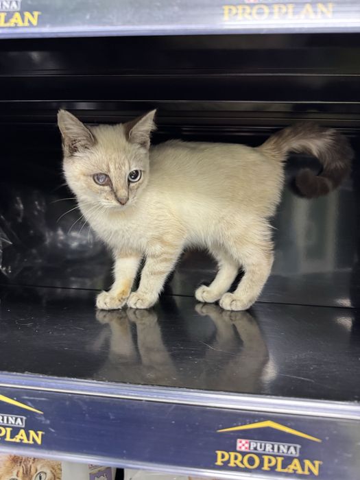 Кішечка  в пошуках сімї