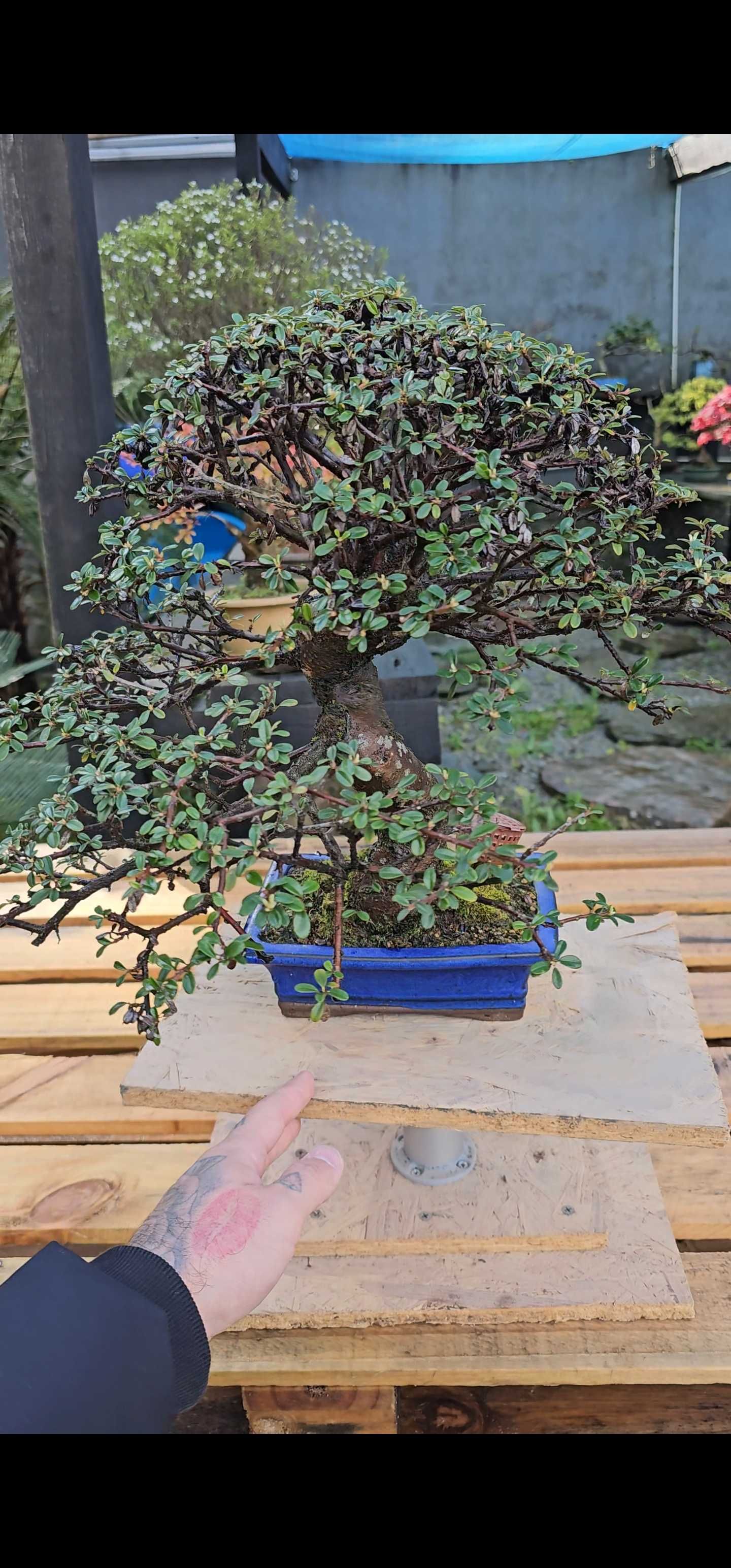 Bonsai cotonester