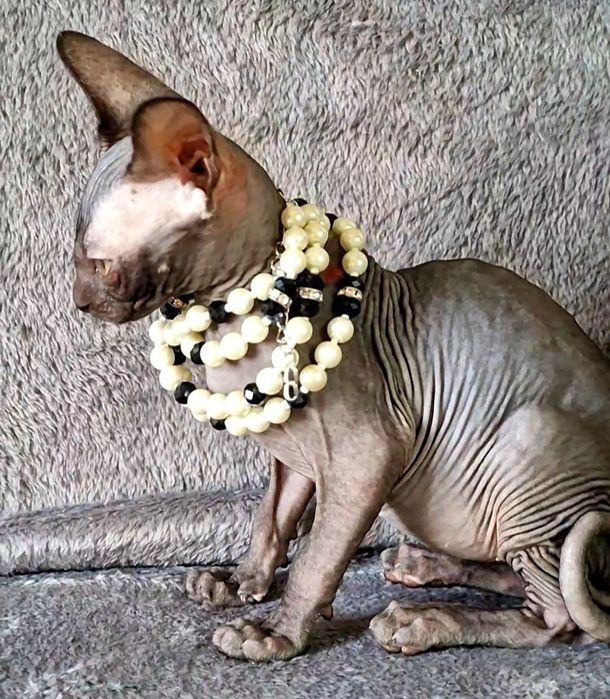 Czarna koteczka Sfinks Kanadyjski