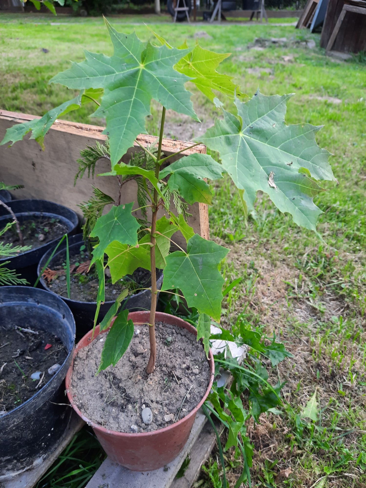 Sosna bez bukszpan klon sadzonki