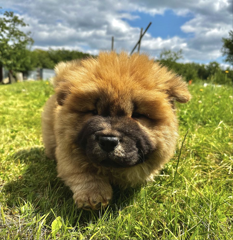 Chow Chow Piesek Gotowy do odbioru !