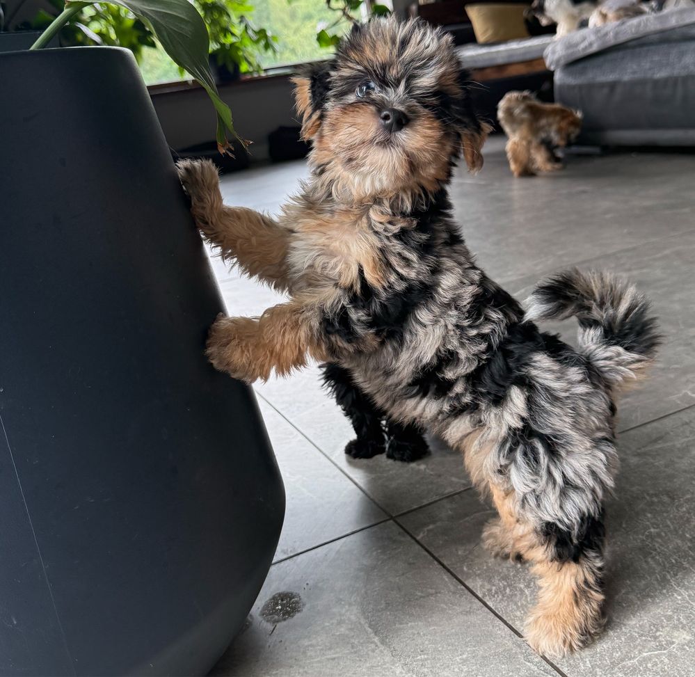 Śliczna suczka Blue Merle Yorkshire Terrier