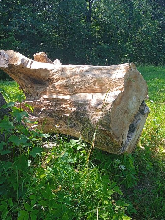 Продам пень горіха