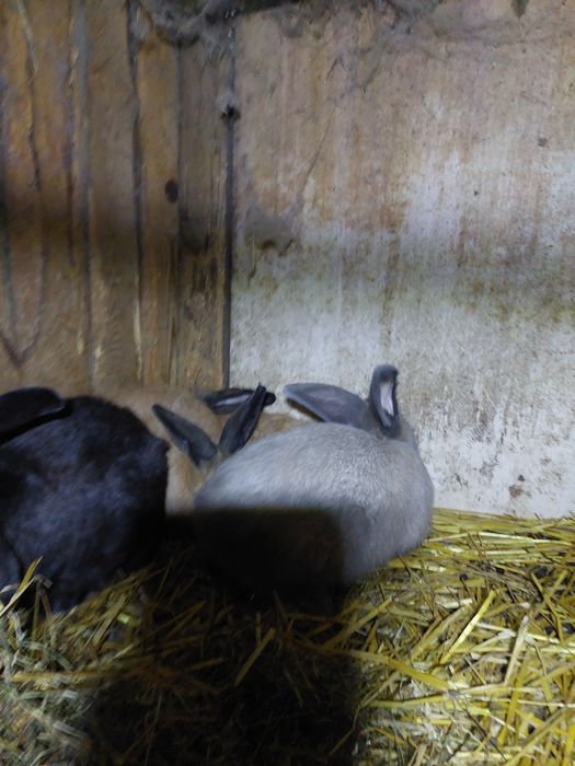 Kroliki dorosłe samice