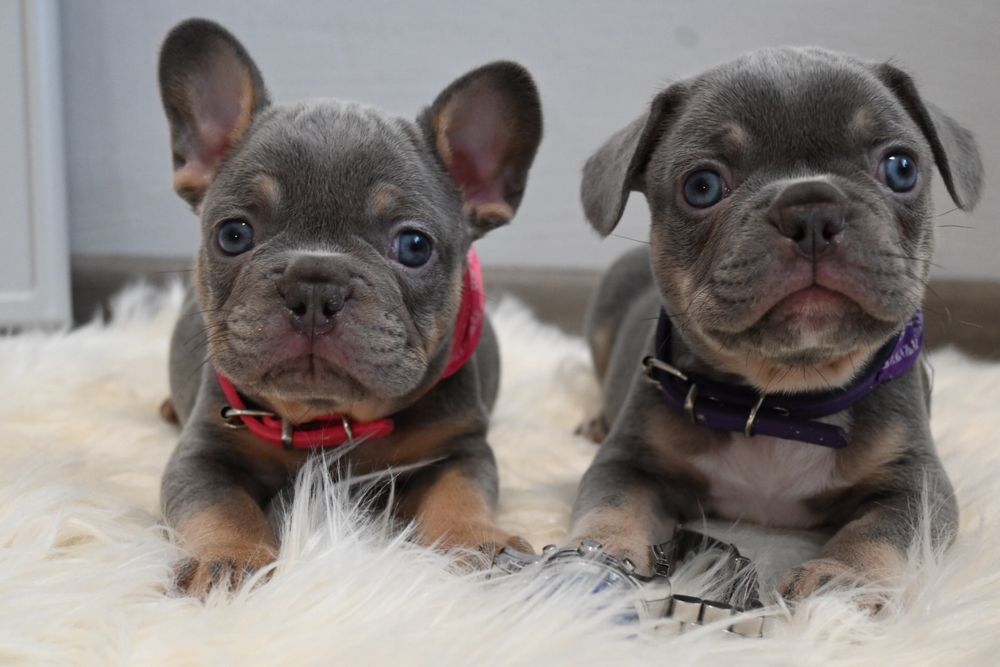 Вьязка  французського бульдога ізабелла нью шейд