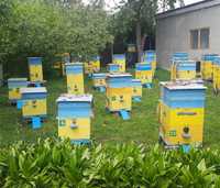 Продам бджолосім'ї (Пчелосемьи, бджоли, пчелы, бджолині сім'ї)