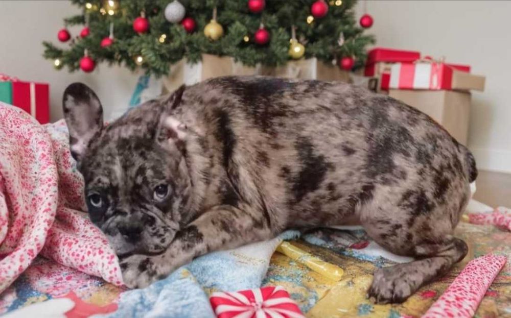 Французский бульдог. Мальчик в красивом окрасе мерле.