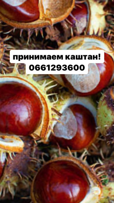 Кінский каштан