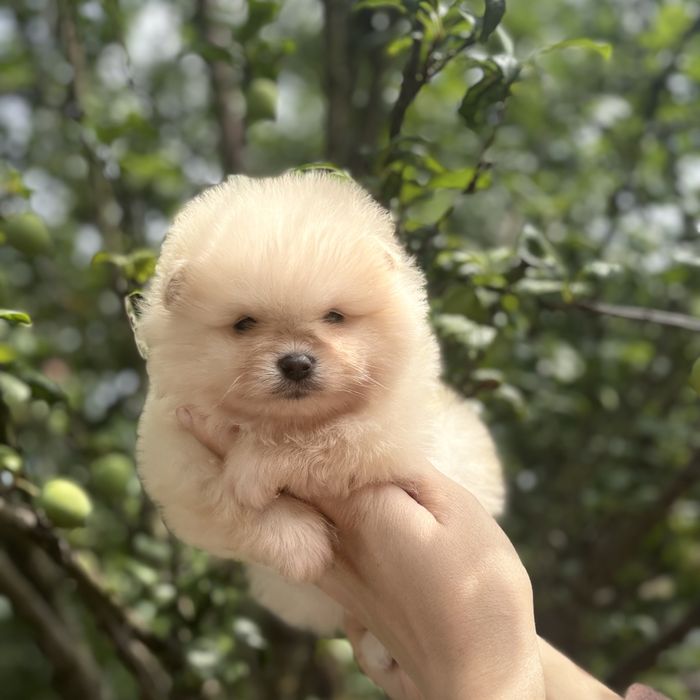 чудова дівчинка шоу классу