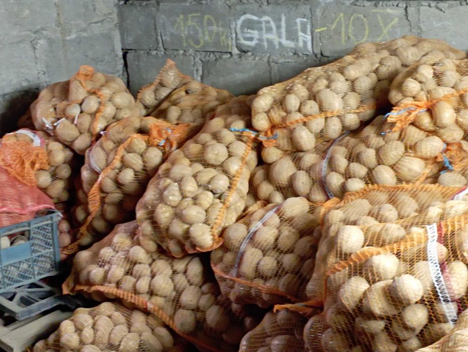 Ziemniaki odm. GALA i RED SONIA PROSTO od Rolnika z DOWOZEM w Cenie Z,