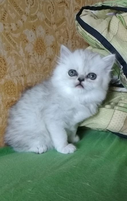Белого котёнка серебристой шиншиллы