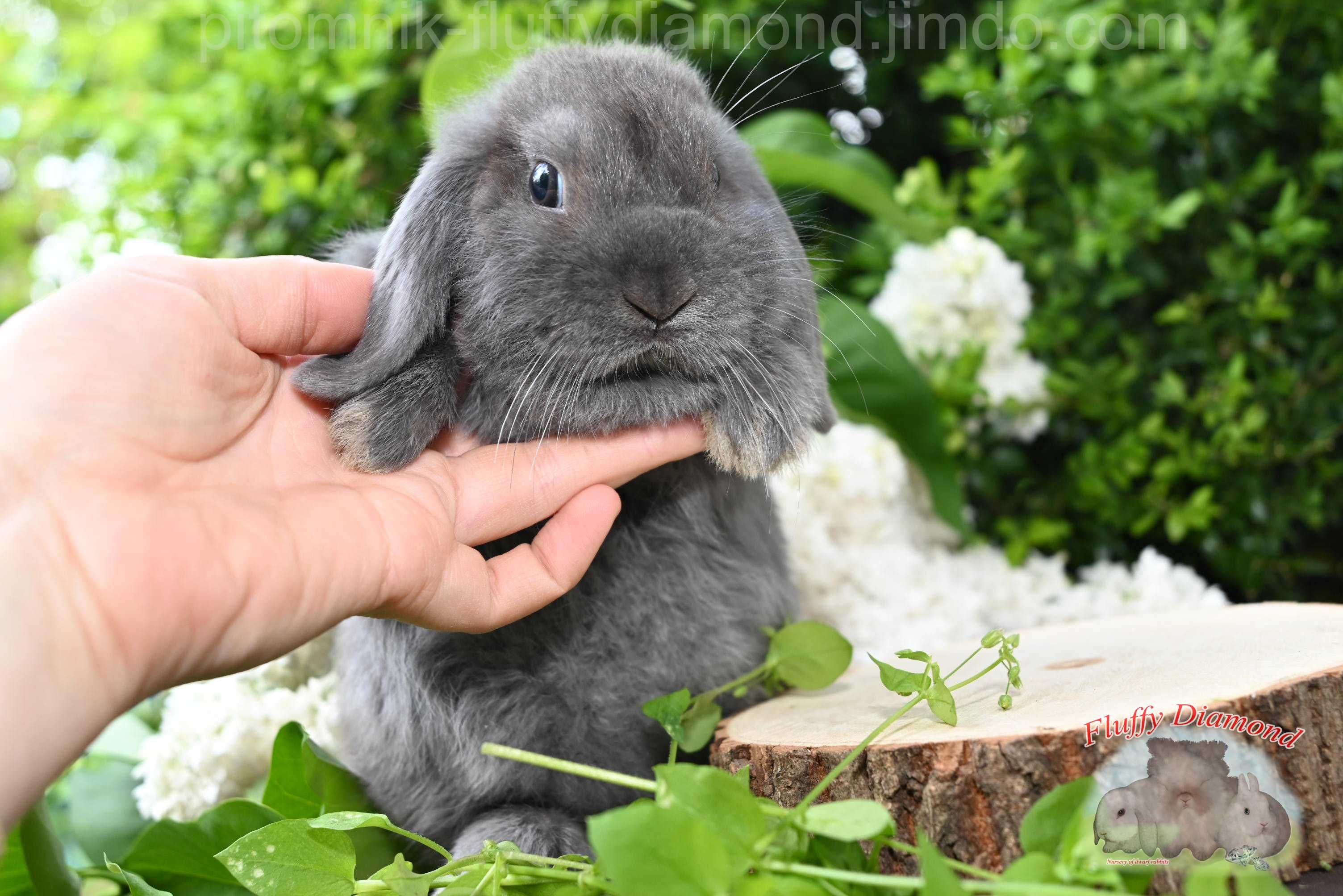 Кролики NHD. Найменша порода серед висловухих.Гарне блакитне хутро