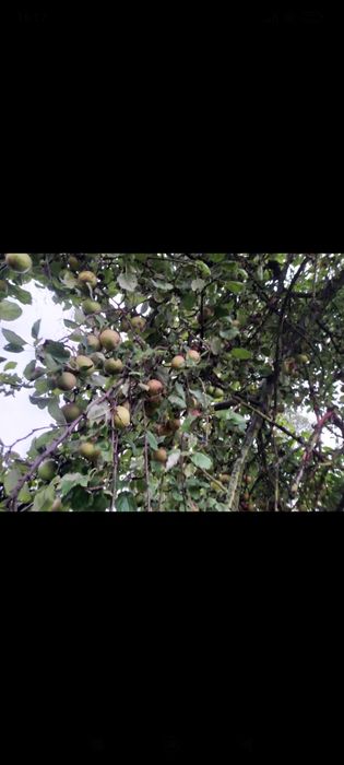 Jabłka samozbiór, stare odmiany