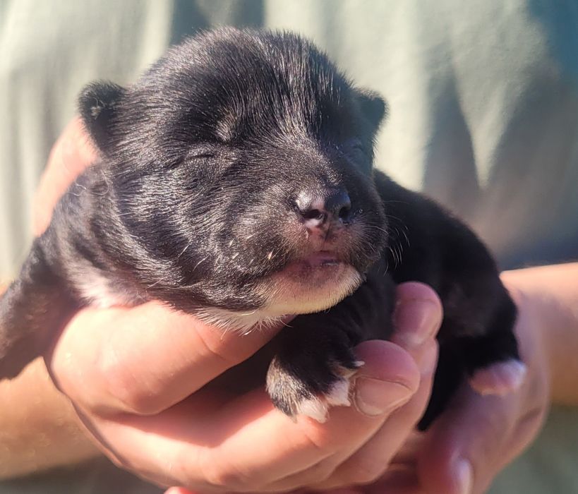 Shiba Inu suczka!