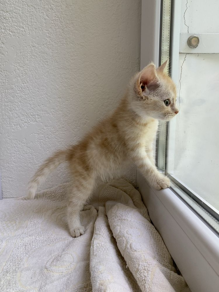 Котенок, мальчик, бесплатно