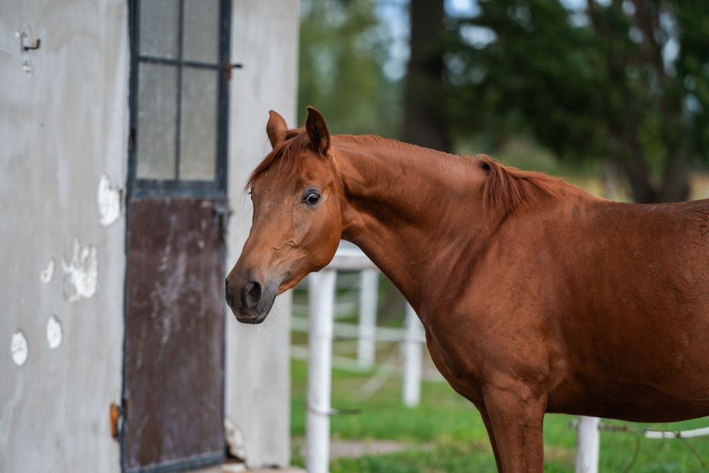 Ogier ujeżdżeniowy 2023r. Morricone x Rosengold