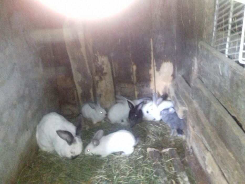 Молоді кролинята