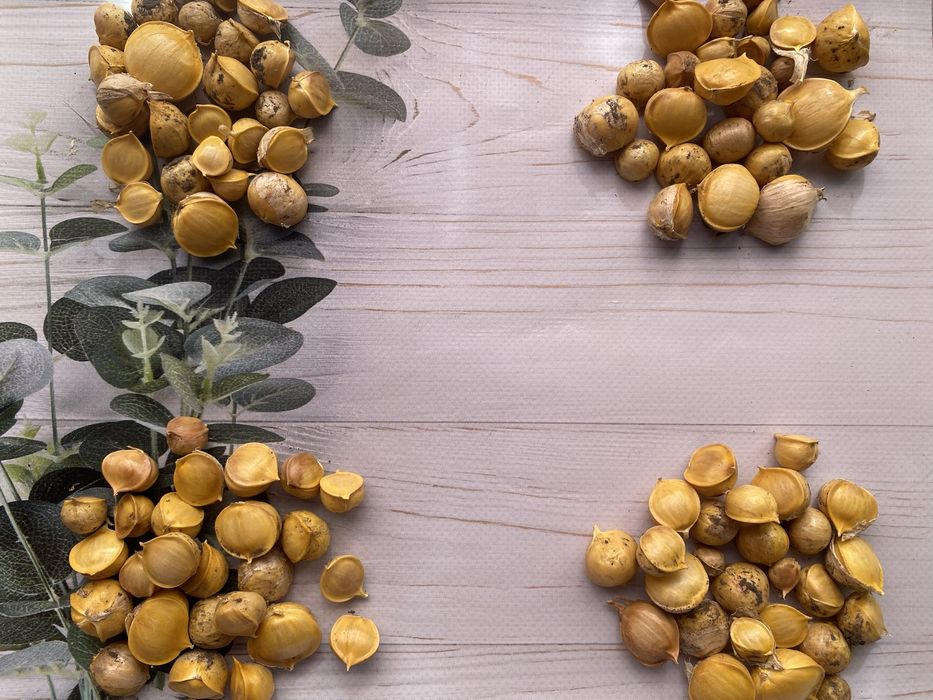 Рокамболь дітки слоновий часник