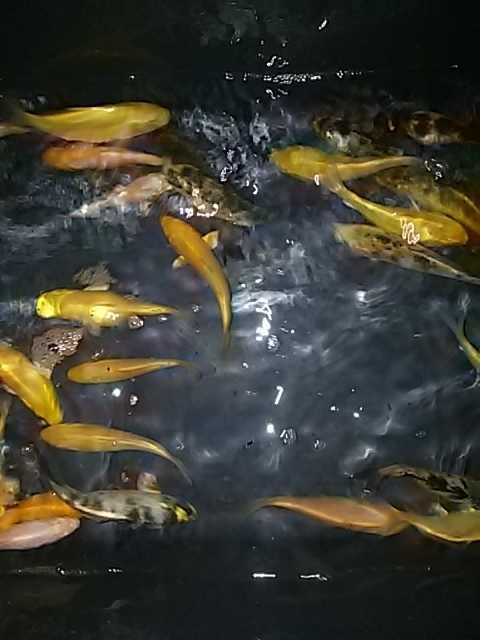 Karaś kolor,karp koi,orfa,karp,amur,tołpyga,wzdręga,jesitr,jaź,węgorz