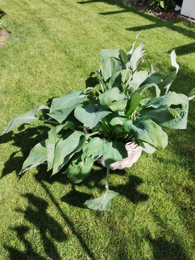 Hosta Funkia ogromna
