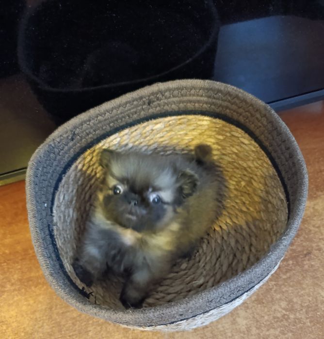 Щенки пекінесики