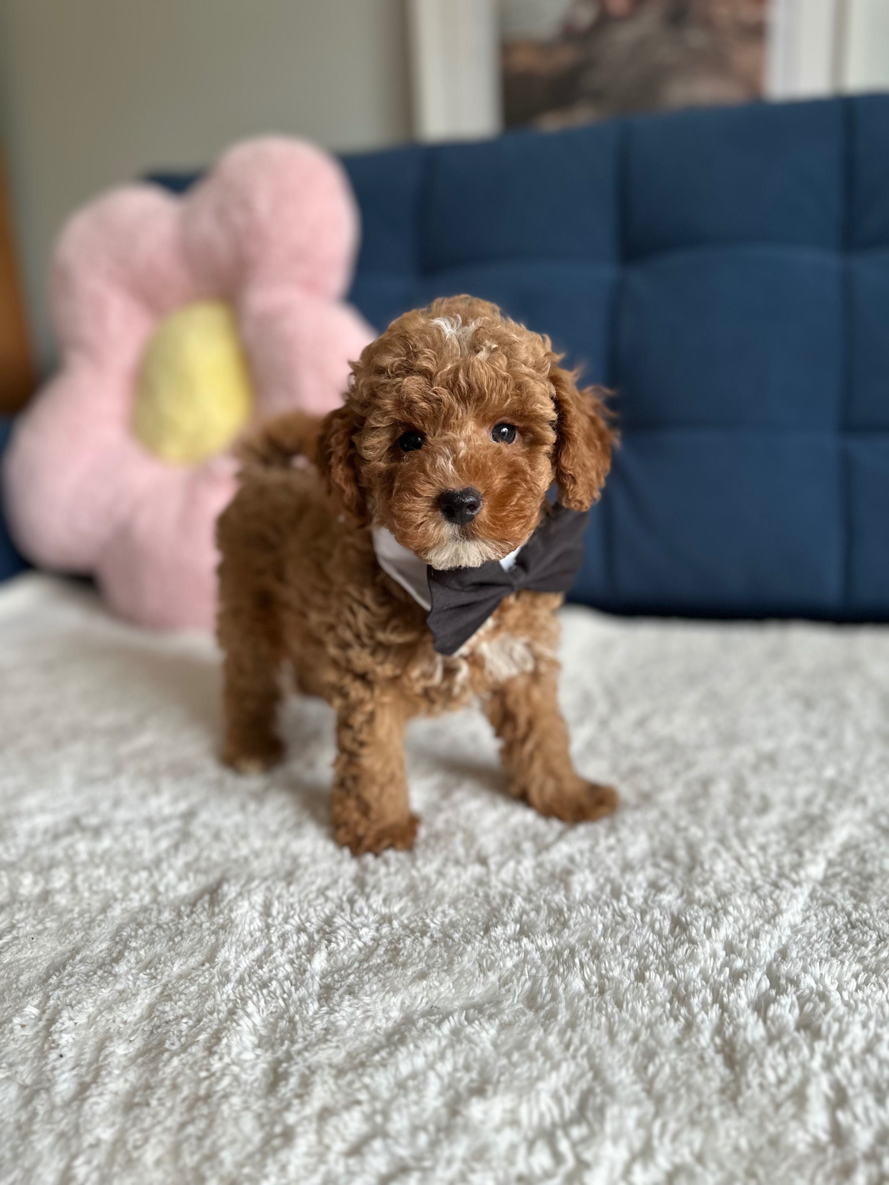 Śliczny Piesek Maltipoo!