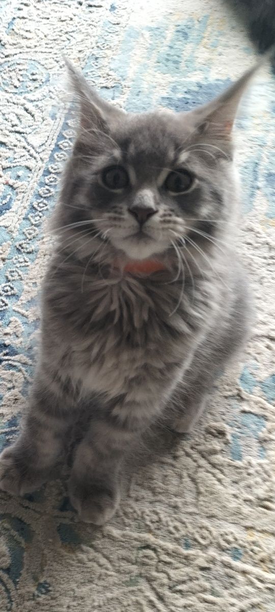 Kocurek niebieskiMaine Coon FPL
