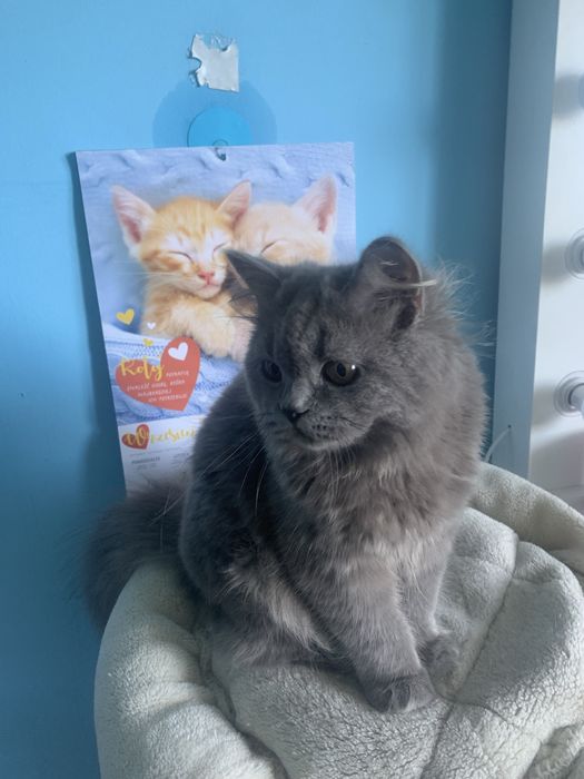 Kocurek brytyjski długowłosy rodowód  fpl gotowy do odbioru