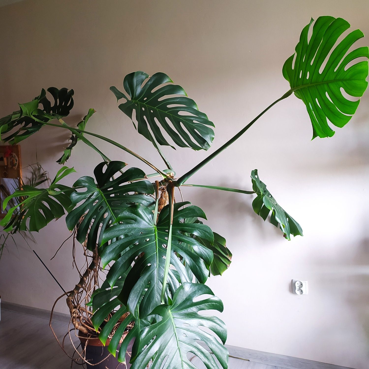 Monstera duża 180 cm