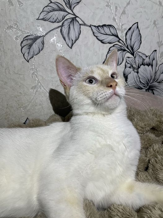 В турботливу сімʼю, кошенята